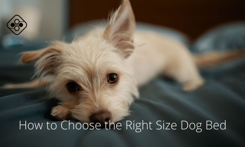 Things to Consider When Sizing Up a New Dog Bed