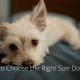Things to Consider When Sizing Up a NewÂ Dog Bed