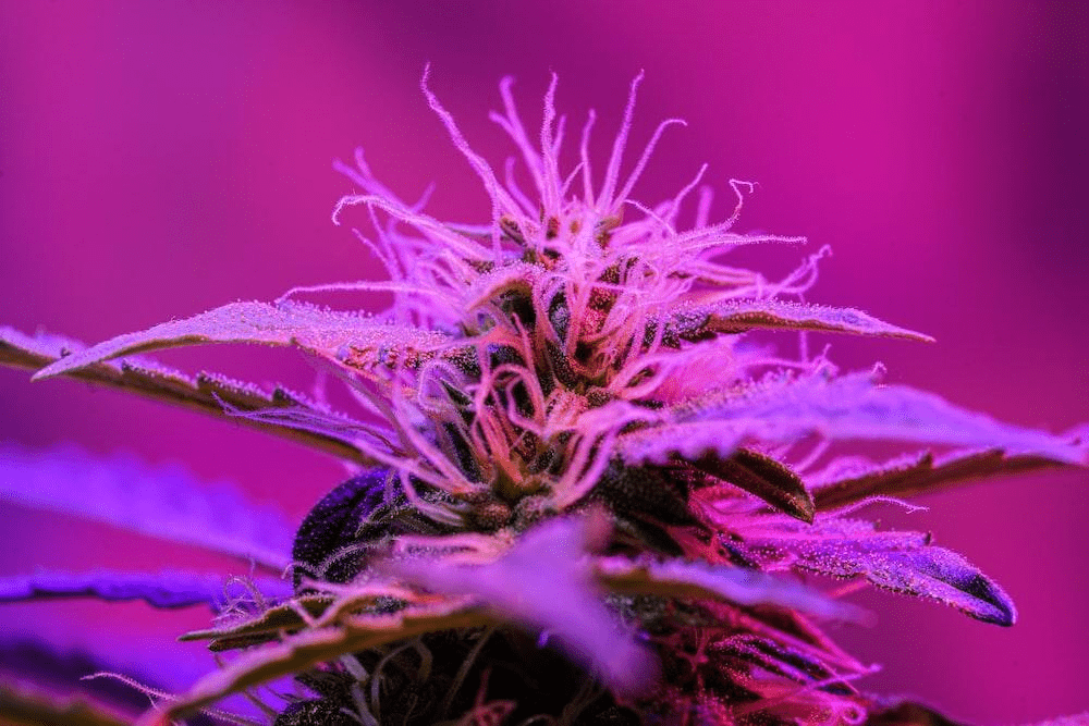 Top 3 Favorite Feminized Seeds by Growers